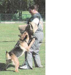 Susie demonstrating hands-on working dog training